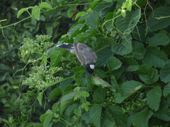 Pycnonotus leucotis