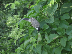 Pycnonotus leucotis