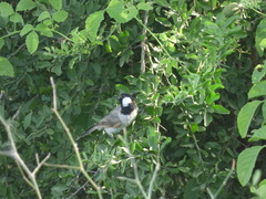 Pycnonotus leucotis