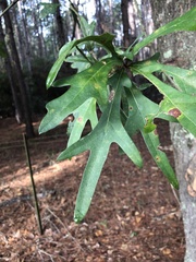 Quercus laevis