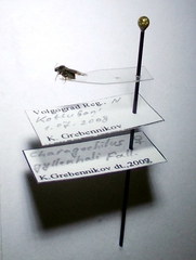 Charagochilus gyllenhalii