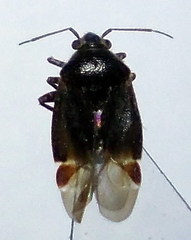 Charagochilus gyllenhalii