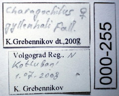 Charagochilus gyllenhalii