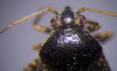 Charagochilus gyllenhalii