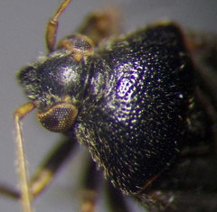 Charagochilus gyllenhalii