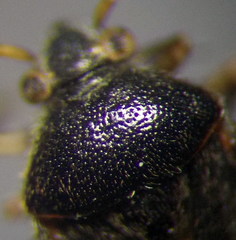 Charagochilus gyllenhalii