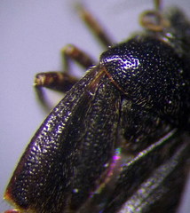 Charagochilus gyllenhalii