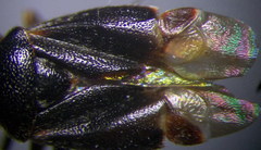 Charagochilus gyllenhalii