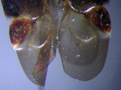 Charagochilus gyllenhalii
