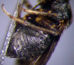 Charagochilus gyllenhalii