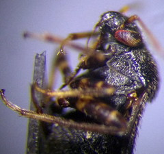 Charagochilus gyllenhalii