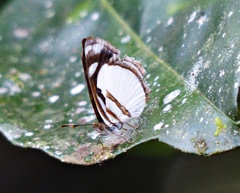 Dynamine athemon athemaena