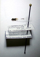 Charagochilus gyllenhalii