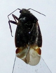 Charagochilus gyllenhalii