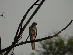 Accipiter badius