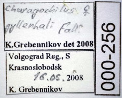 Charagochilus gyllenhalii