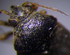 Charagochilus gyllenhalii