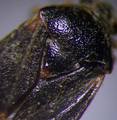 Charagochilus gyllenhalii