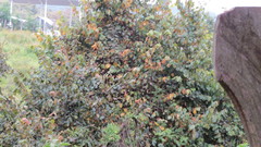 Tilia americana mexicana