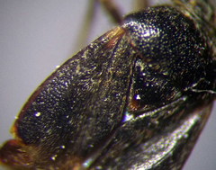 Charagochilus gyllenhalii