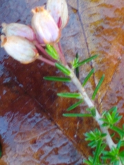 Erica cinerea