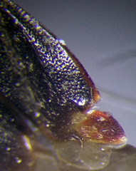Charagochilus gyllenhalii