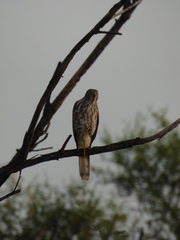 Accipiter badius