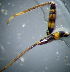 Charagochilus gyllenhalii