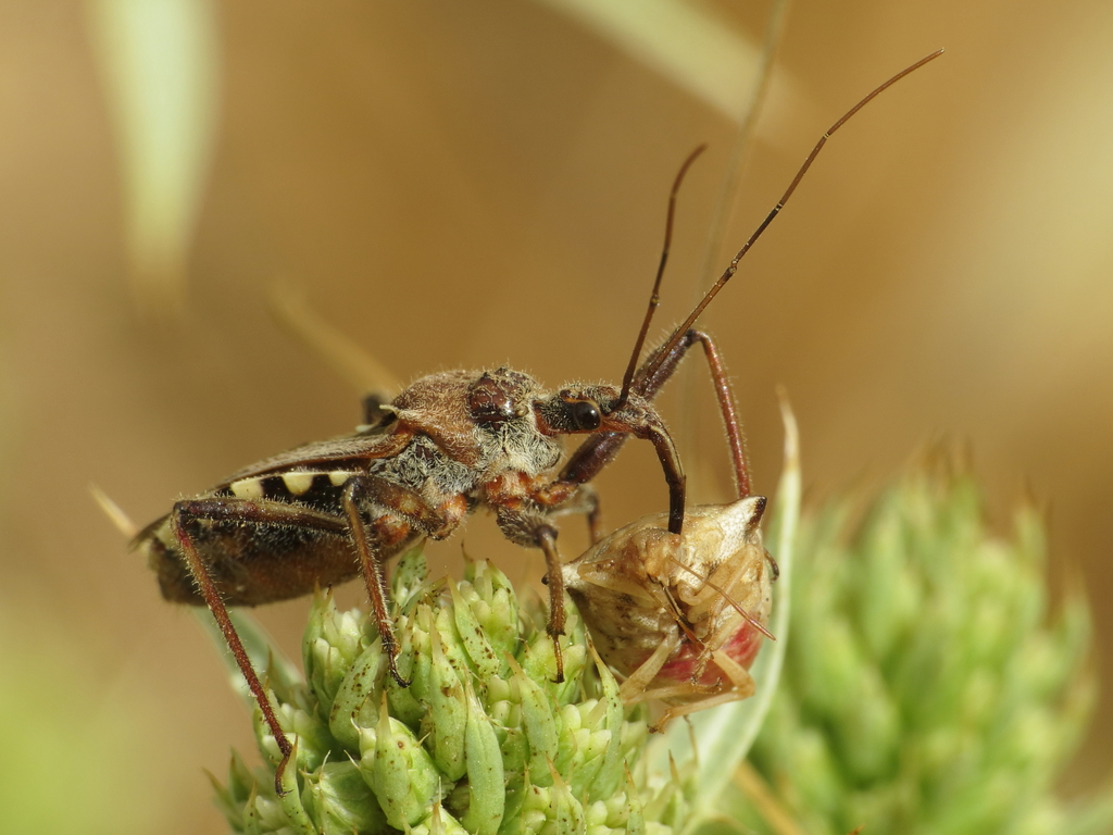 Rhynocoris erythropus