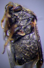 Charagochilus gyllenhalii