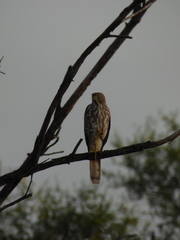 Accipiter badius