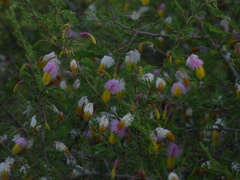 Dichrostachys cinerea