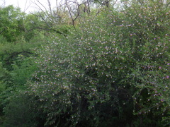 Dichrostachys cinerea