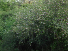 Dichrostachys cinerea