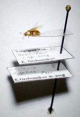 Chilacis typhae