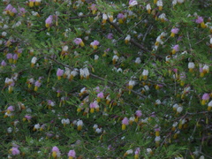 Dichrostachys cinerea