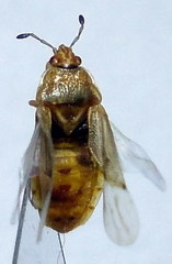 Chilacis typhae
