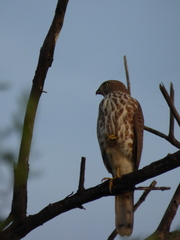 Accipiter badius