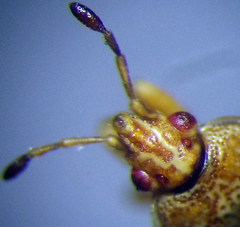 Chilacis typhae