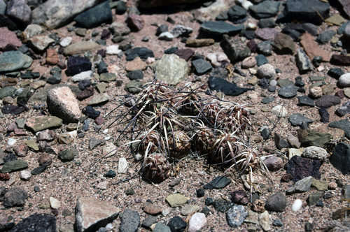 Maihueniopsis minuta