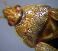 Chilacis typhae