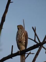Accipiter badius