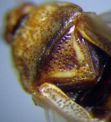 Chilacis typhae