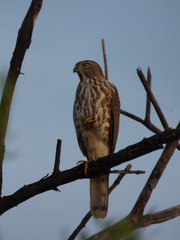 Accipiter badius