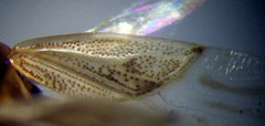 Chilacis typhae