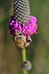 Anthophora walshii