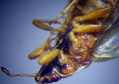 Chilacis typhae