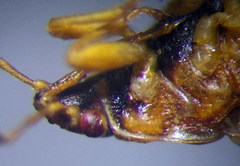 Chilacis typhae