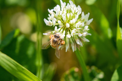 Apis mellifera