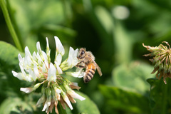 Apis mellifera